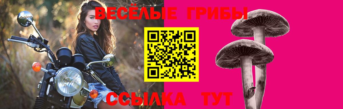 Псилоцибиновые грибы GOLDEN TEACHER Каменск-Шахтинский